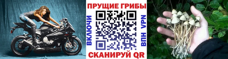 Купить  Мариинский Посад  Псилоцибиновые грибы Cubensis 